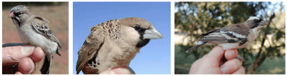 由左至右依序為scaly-feathered weaver、sociable weaver、white-browed sparrow-weaver。