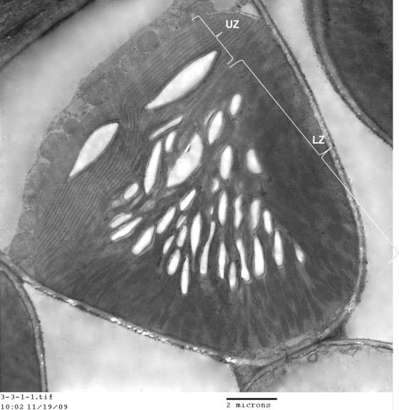 穿透式電子顯微鏡下所見的二區葉綠體，標UZ處為上區具多層膜結構，標LZ處為下區，其中的白點為光合作用的產物---澱粉粒。