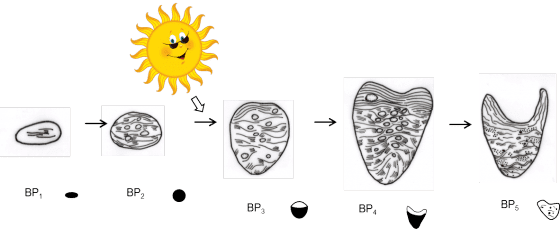 二區葉綠體獨特的發育過程，其中第2時期_(BP2)需有低光的誘導上區才會分化出多層膜結構，至第4時期達成熟_(BP4)，第5時期_(BP5)_已進入老化，光合作用功能逐漸失去。