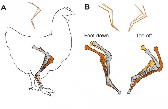 加了額外重量（黃色腿骨）和固定上假尾巴（橘色腿骨）後，雞相較控制組（灰色腿骨）的站立姿式和運動方式之改變（Grossi B, et al. PLoS One. 2014 Feb 5;9(2):e88458.）。
