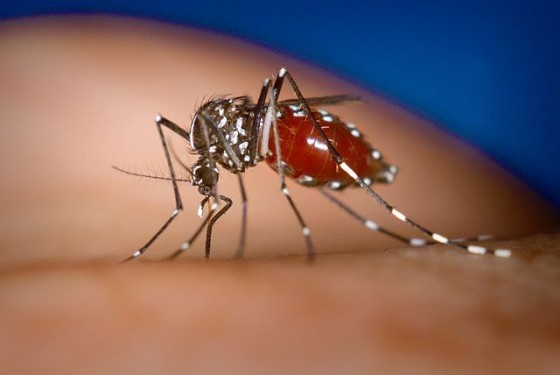 白線斑蚊　Aedes-albopictus