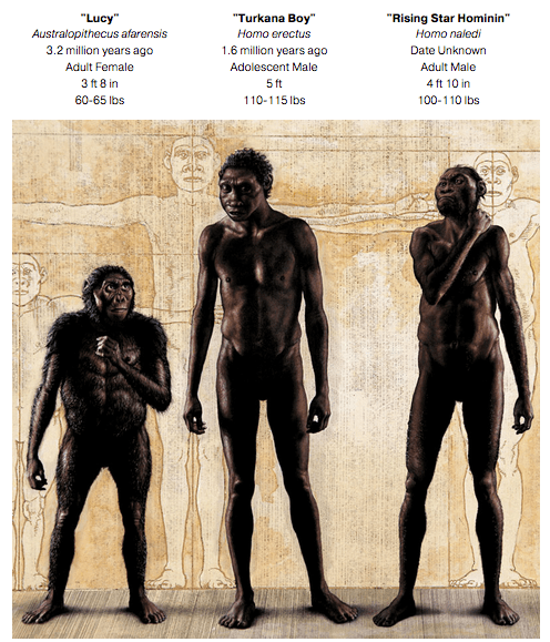 納萊迪人的體型與身體比例，接近160萬年前的非洲直立人「圖爾卡納男孩」，不像更早的阿法南猿「露西」。（取自ref 4）