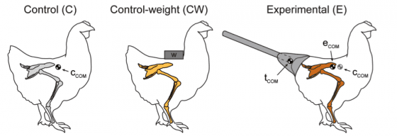 研究一的三組雞，控制組（C）、加上鉛塊的雞（CW）和用黏土固定假尾巴的實驗組（E）（Grossi B, et al. PLoS One. 2014 Feb 5;9(2):e88458.）。