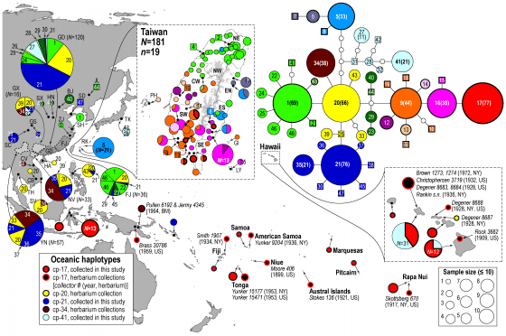 多數分布在太平洋島嶼的構樹都攜帶臺灣南部構樹特有的基因單型cp-17，證實太平洋構樹起源於臺灣。 （來源：台大新聞稿）