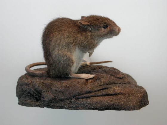 緬甸小鼠。source：wikimedia