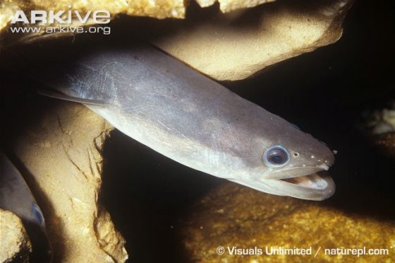 American-eel-with-mouth-open