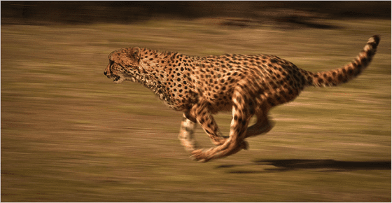 奔馳中的獵豹（圖片拍攝：Hein Waschefort. http://commons.wikimedia.org/wiki/File:Cheetah_chase.jpg）