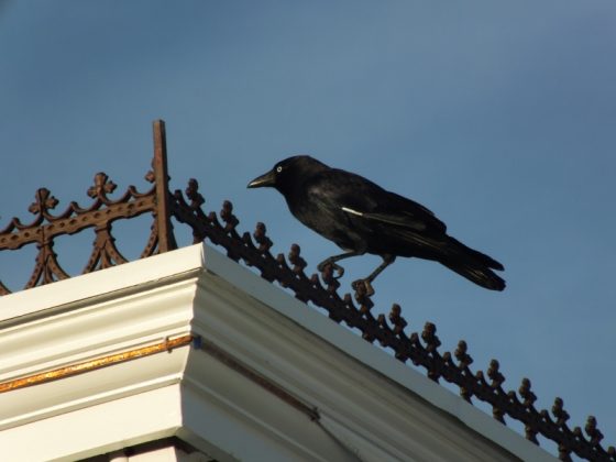 Torresian Crow (Corvus orru) (800x600)