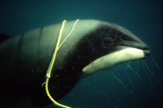 被魚網纏繞的鯨豚，PanSci
