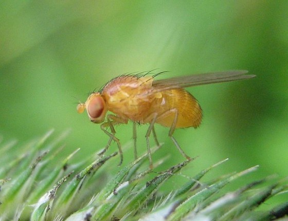 624px-Drosophila-melanogaster-Nauener-Stadtwald-03-VII-2007-10