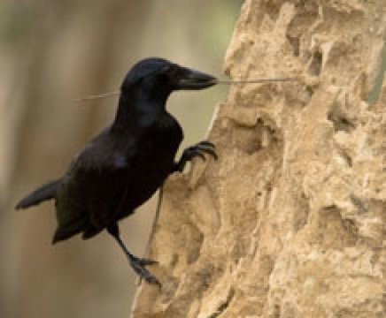 New Caledonian crows make and use ‘hooked stick tools’ to hunt for insect prey. Credit: Image courtesy of University of Exeter 