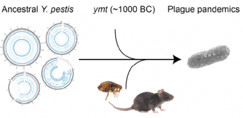 鼠疫桿菌要等到3000年前，才確定可以透過跳蚤傳播。（取自ref5）