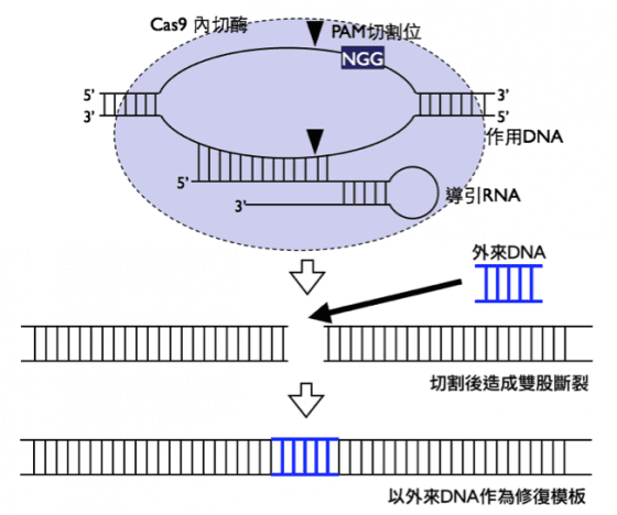 CRISPR/Cas9 基因編輯流程; (來源：作者自繪)