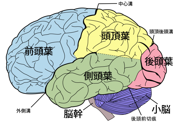 2000px-Brain_diagram_ja.svg