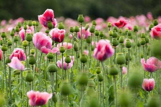 pink-poppy-864472_640