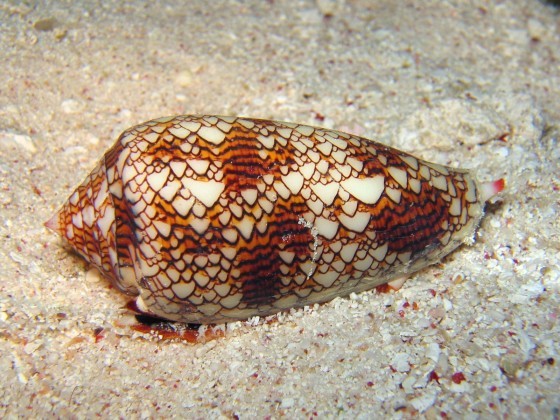 織錦芋螺(Conus textile)外殼顯示出如細胞自動機般的外觀