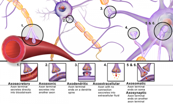 神經細胞突觸的各種型態。圖／Blausen gallery 2014