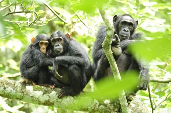 Chimpanzees_in_Uganda_(5984913059)