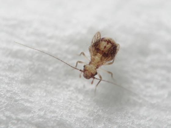 擬竊嚙蟲（Psocathropos sp.），體長約1～2公釐，分類上屬於嚙蝨目，擬竊嚙蟲屬。