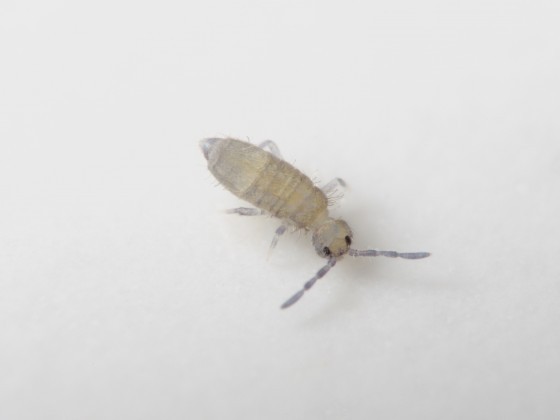 一種出現在浴室裡的跳蟲。「跳蟲」泛指彈尾綱的動物。