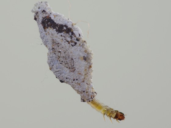 衣蛾（Phereoeca uterella）的幼蟲，衣櫥或書桌的夾層裡其實常有發現牠們的機會。一般我們所稱的「衣蛾」英文稱作Clothes moth，為蕈蛾科中數種居家環境常見蛾類的統稱。