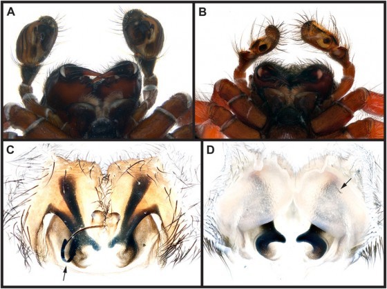 (A) Palps of an intact male. (B) Palps of a eunuch male. (C) Epigynum in ventral view with an externally visible genital plug (arrow). (D) Epigynum in dorsal view with the male embolic part visible in the right spermatheca (arrow).