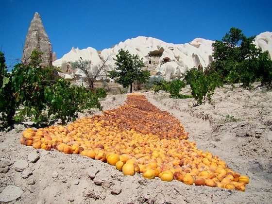 640px-Apricots_Drying_In_Cappadocia