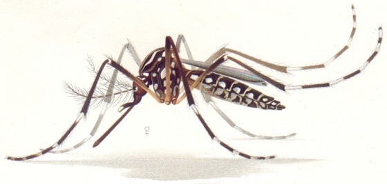 Aedes_aegypti_resting_position_E-A-Goeldi_1905