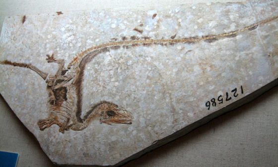 640px-Sinosauropteryxfossil