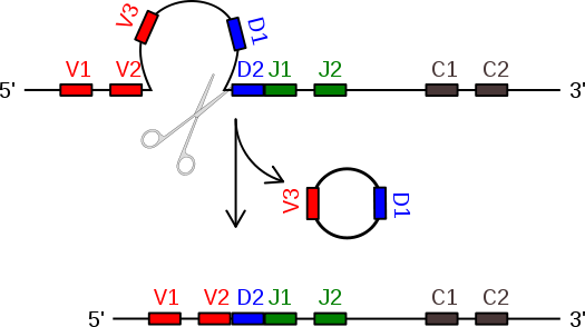 525px-V(D)J_recombination-diagram3.svg