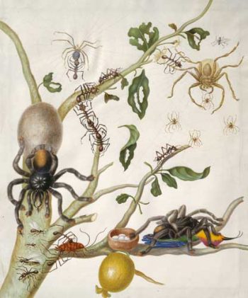 Amazing Rare Things: The Art of Natural History in the Age of Discovery The Queens Gallery, Palace of Holyroodhouse 2 March - 16 September 2007 Maria Sibylla Merian (1647-1717) Branch of guava tree with ants, spiders and humming bird, c.1701-05 Credit line: The Royal Collection © 2006, Her Majesty Queen Elizabeth II This photograph is issued to end-user media only. It may be used ONCE only and ONLY to preview or review the exhibition "Amazing Rare Things: The Art of Natural History in the Age of Discovery". Photographs must not be archived or sold on. Contact: Public Relations and Marketing, the Royal Collection 020 7839 1377