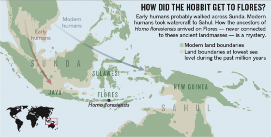 佛洛勒斯島位於島嶼東南亞地區。冰河時期時，現在是島的爪哇，與東南亞大陸連在一起，稱作「巽他陸棚」，現在的澳洲則與新幾內亞連在一起，稱作「莎湖陸棚」，佛洛勒斯與北方的蘇拉威西島都位於當時兩者間的海域上。跨海對幾萬年前的智人不成問題，但佛洛勒斯人怎麼渡海抵達島上，仍不清楚。（取自ref 8）