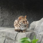Leopard_Cat_Tennoji