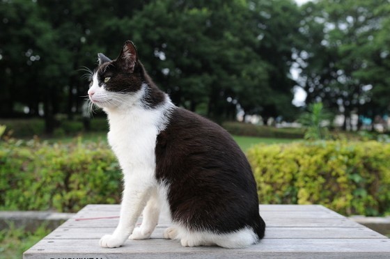 800px-Black_and_white_cat_in_a_park-Hisashi-01