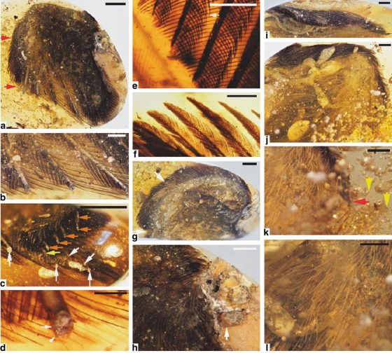 標本DIP-V-15100的顯微照片，研究團隊將該標本命名為「天使之翼」。 source：Mummified precocial bird wings in mid-Cretaceous Burmese amber.