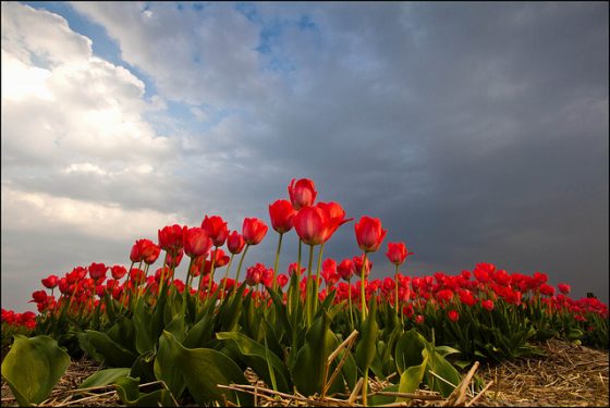 tulip heaven