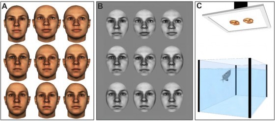 Examples of face images representative of those used in Experiment 1 (A) and Experiment 2 (B). Images shown are 3D morphs of several faces to protect the privacy of specific individuals. All face images were provided by the Max-Planck Institute for Biological Cybernetics in Tübingen, Germany. (C) Illustration of the experimental setup.