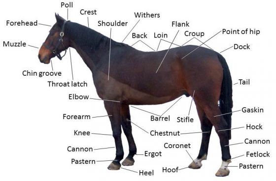 horse structure(http://sen.wikipedia.orgwikiEquine_anatomy)