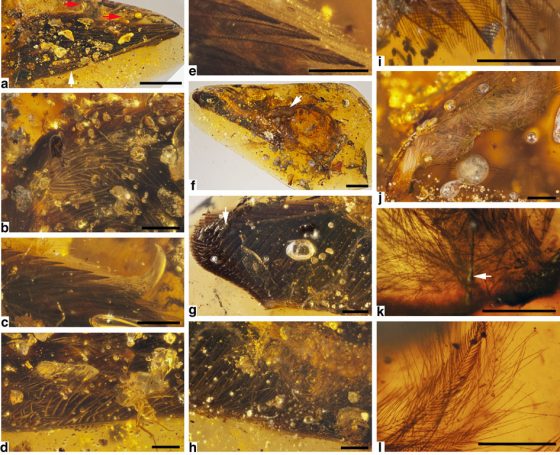 標本DIP-V-15101的顯微照片，研究團隊將該標本命名為「羅斯」。 source：Mummified precocial bird wings in mid-Cretaceous Burmese amber.