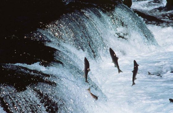 1024px-Adult_sockeye_salmon_encounter_a_waterfall_on_their_way_up_river_to_spawn