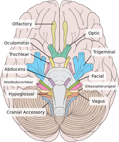 400px-Brain_human_normal_inferior_view_with_labels_en.svg