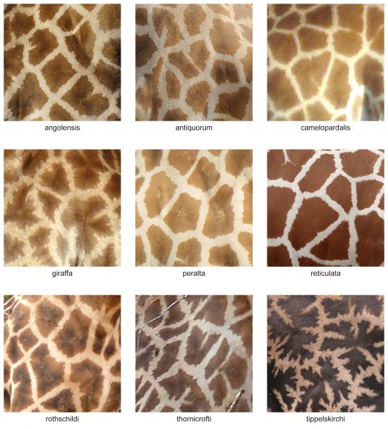The_fur_pattern_of_all_nine_Giraffa_camelopardalis_subspecies