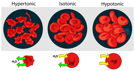 553px-Osmotic_pressure_on_blood_cells_diagram.svg