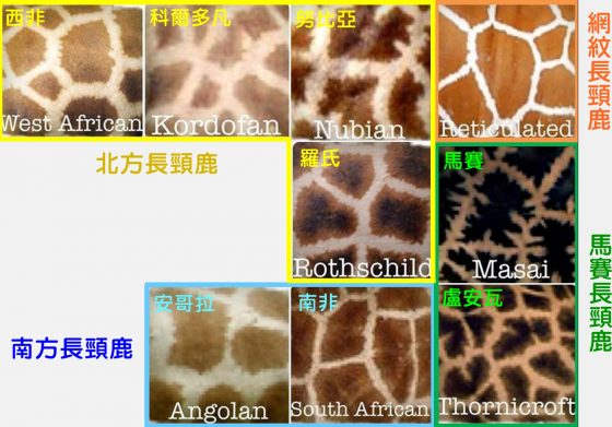 giraffe subspecies coat marking