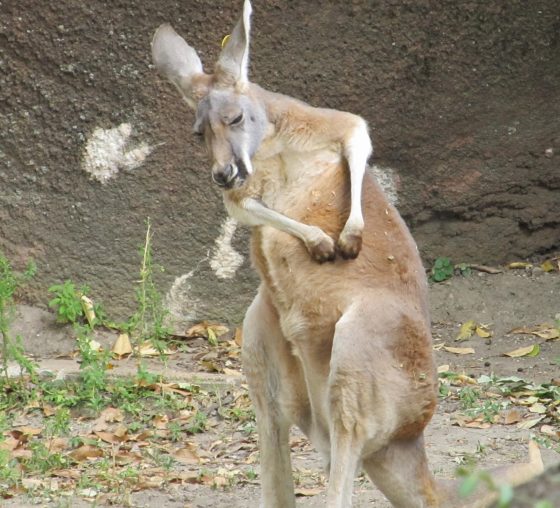 kangaroo-scratching