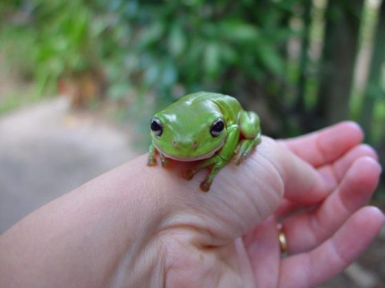green-frog-in-hand-725x544