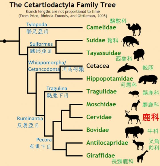 trees of Cetartiodactyla