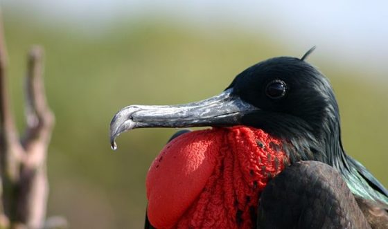 640px-Male_Galápagos_greater_frigate_bird