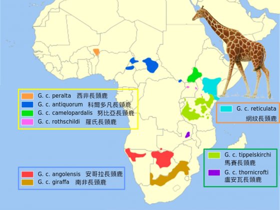 distribution of giraffe subspecies