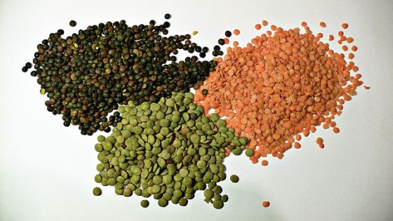 三種不同的小扁豆（Lentil）。圖／CC BY-SA 2.0, https://commons.wikimedia.org/w/index.php?curid=425642